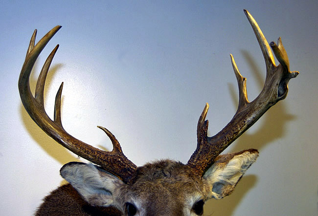 mounted deer head